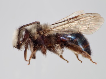 [Andrena cerasifolii female thumbnail]